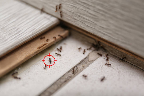 Best Pest Removal Services  in Highlands, NJ